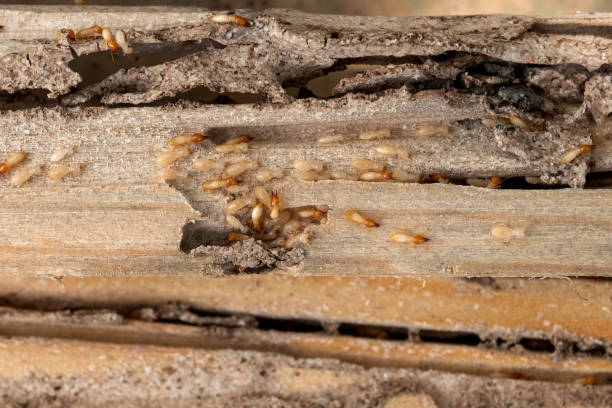 Best Best Pest Control Companies  in Black Point Green Point, CA